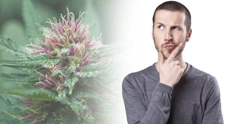 Scientists Just Figured Out How to Grow The Best-Tasting Weed Ever