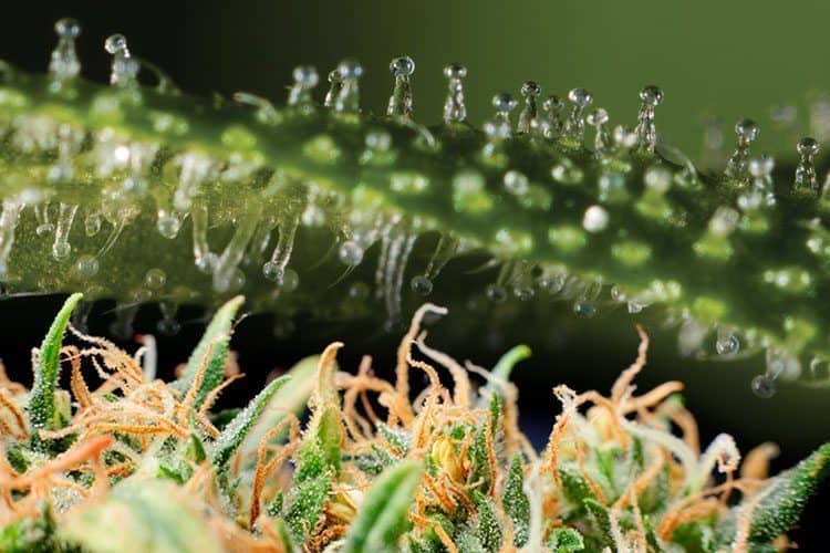 What is a trichome?