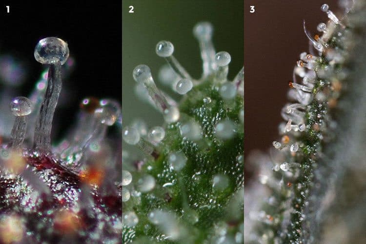 What Are Trichomes? • Green Rush Daily