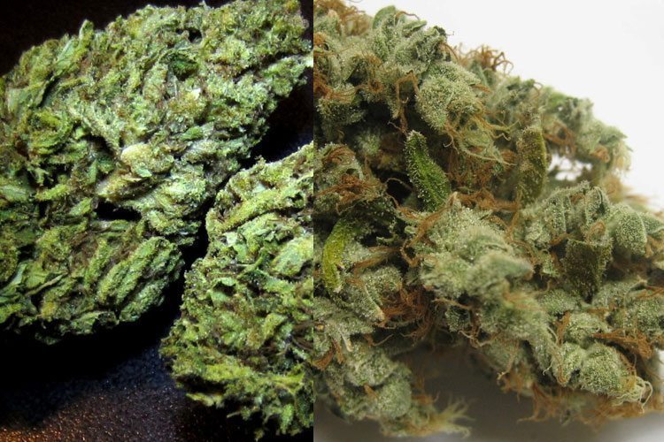Got The Giggles? These Weed Strains Make Everything Hilarious