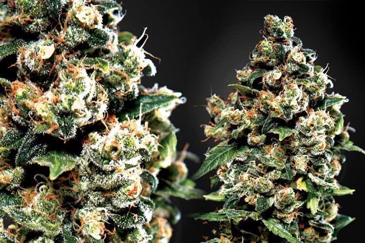 Five Weed Strains To Smoke On 420
