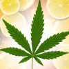 Best Citrus-Flavored Cannabis Strains