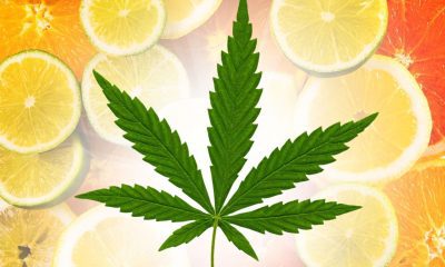 Best Citrus-Flavored Cannabis Strains