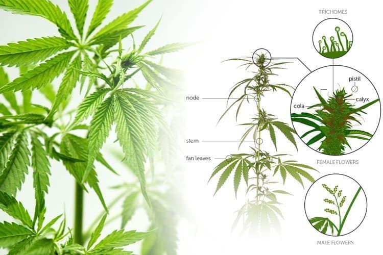 Cannabis Basics: Shake and Trim
