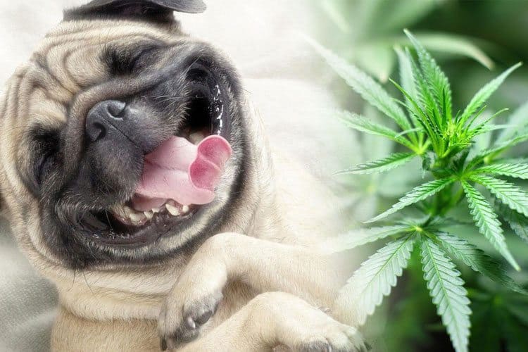 Cannabis Legalization Could Be Dangerous For Pets