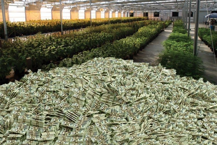How Much Can You Profit From Launching a Cannabis Business?