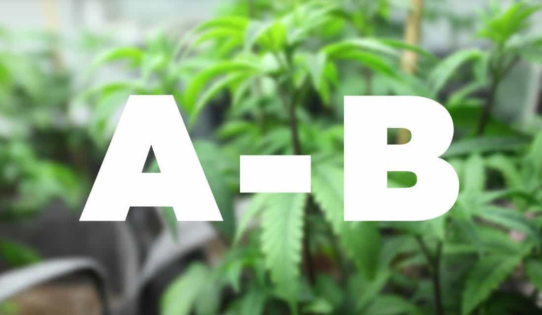Glossary Of Weed Terms You Need To Know