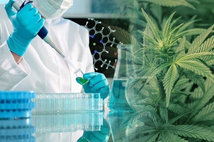 Cannabis Research Center Launch