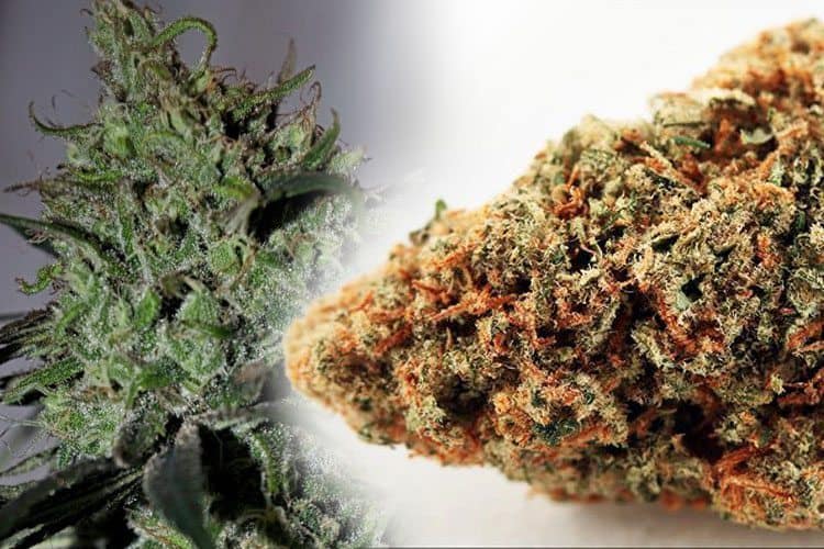 CBD Strains: Unlock Weed's Medicinal Powers With These Potent Strains