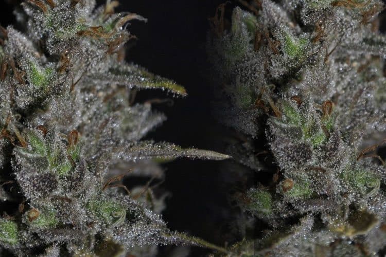 CBD Strains: Unlock Weed's Medicinal Powers With These Potent Strains