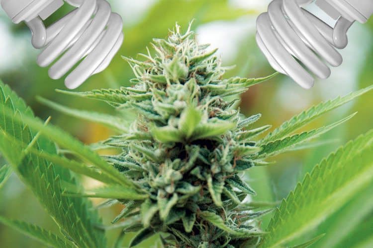 The 16 Most Important Nutrients For Healthy Cannabis Plants