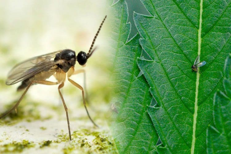 the-most-dangerous-pests-and-diseases-that-could-kill-your-weed-plants