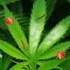 the-most-dangerous-pests-and-diseases-that-could-kill-your-weed-plants