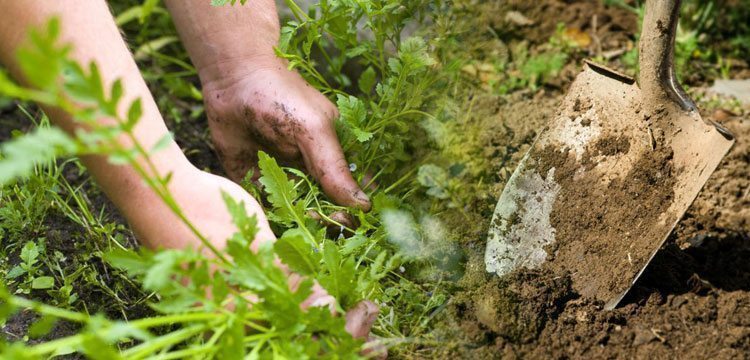 Weed Control: How To Keep Invasive Plants Away From Your Cannabis