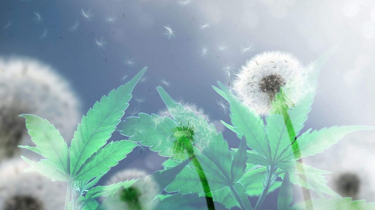 Can Cannabis Help With Your Spring Allergies?