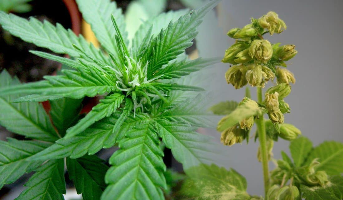 Grow Closet: A Step-By-Step Guide To Growing Bomb Weed In Your Closet