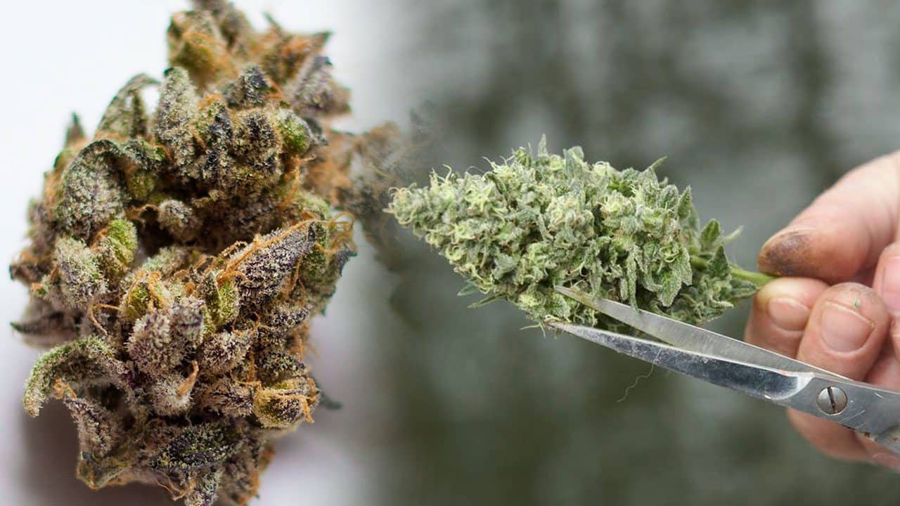 How to Tell Good Weed from Bad Weed - DSDIR