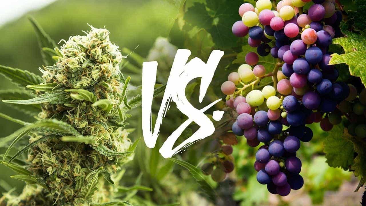 Wine Growers and Weed Growers Go Head-to-Head In Oregon Lawsuit