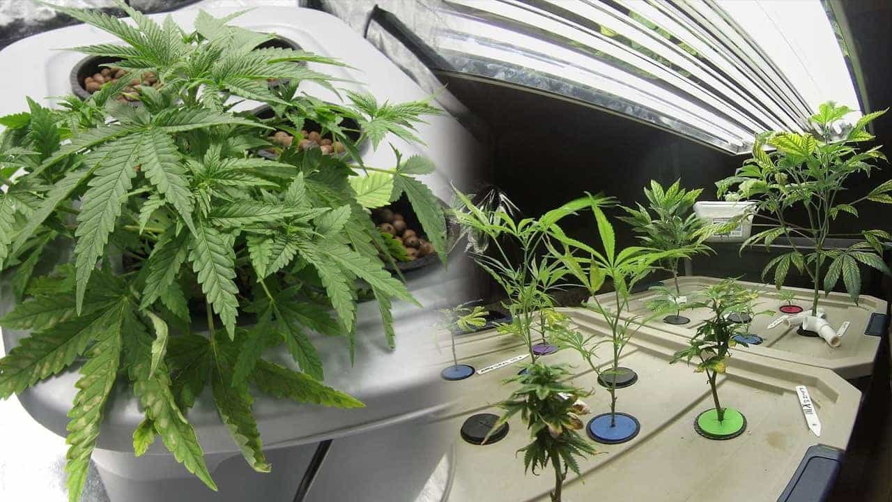 11 Ways To Save Money When Growing Weed