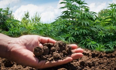 Basic Soil Requirements for Outdoor Cannabis Growers