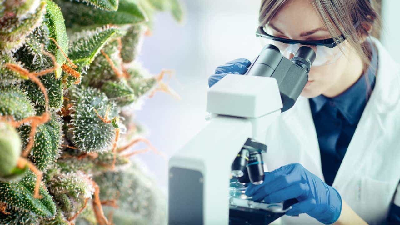 Cannabinoids and Cancer: The Cure?