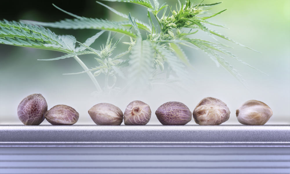 Everything You Need To Start Growing Weed