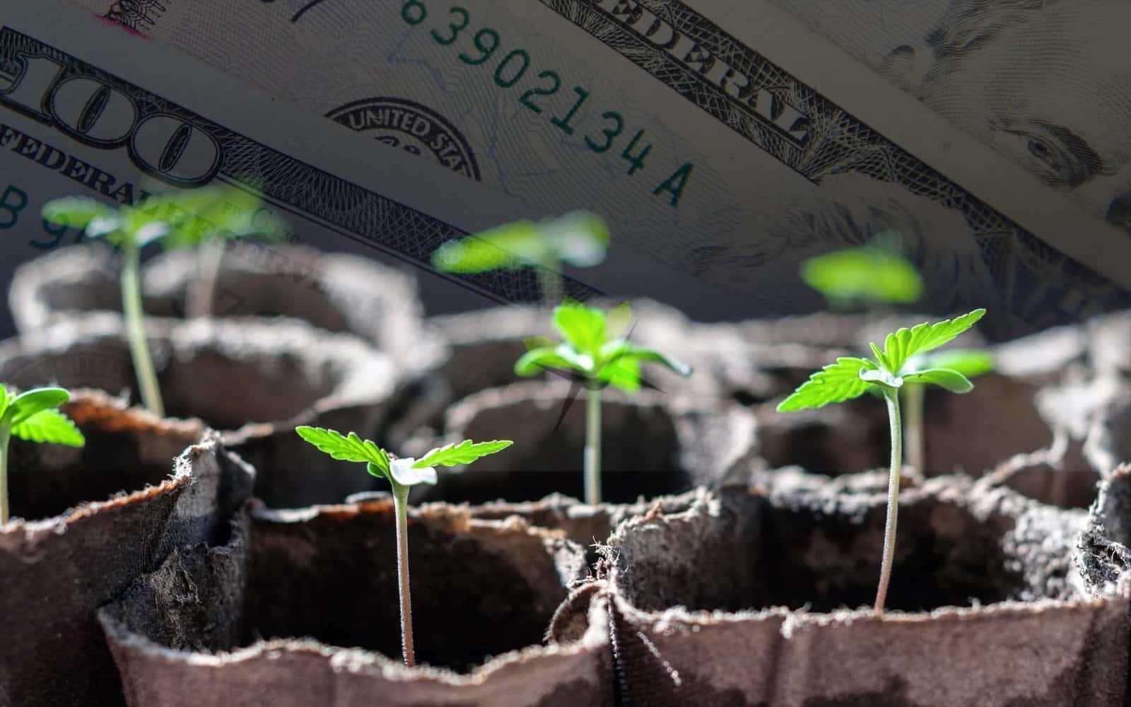 How Much Does It Cost To Start A Grow Operation?