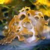 How to Make Your Own Cannabis Concentrates