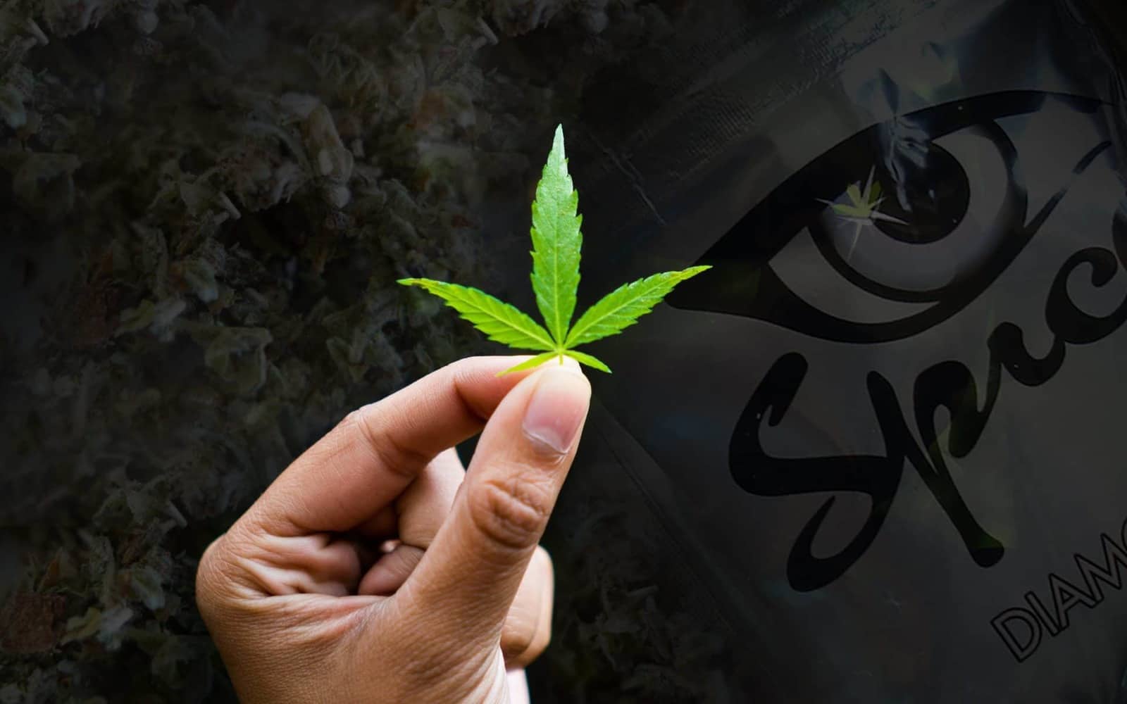 How to Tell the Difference Between Cannabis and Synthetic Cannabis