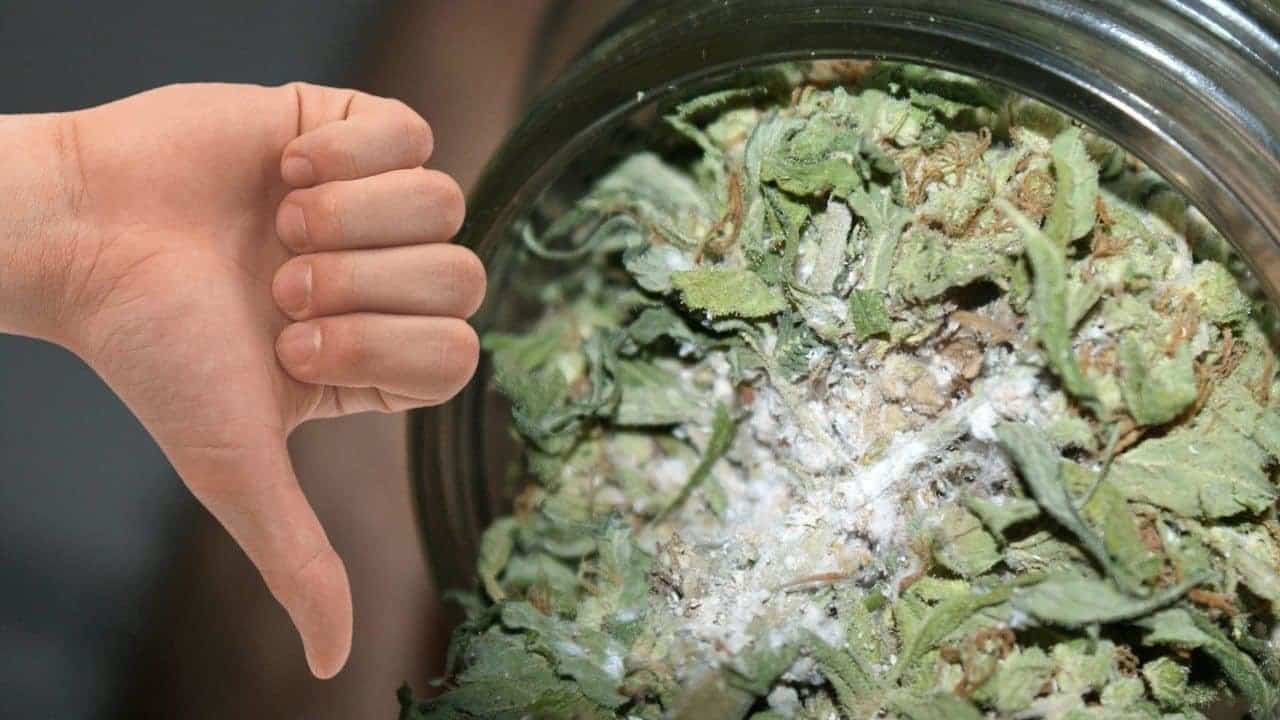 Moldy Weed: Here's How To Fix It