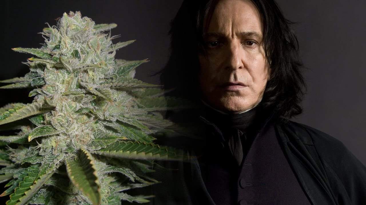 What Strains Would Harry Potter Characters Smoke?