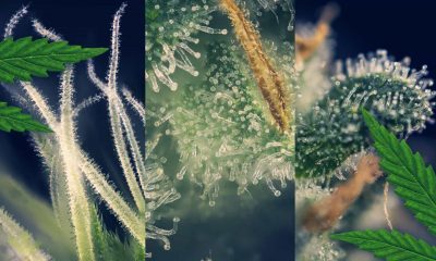 The Most Common Terpenes Found in Cannabis