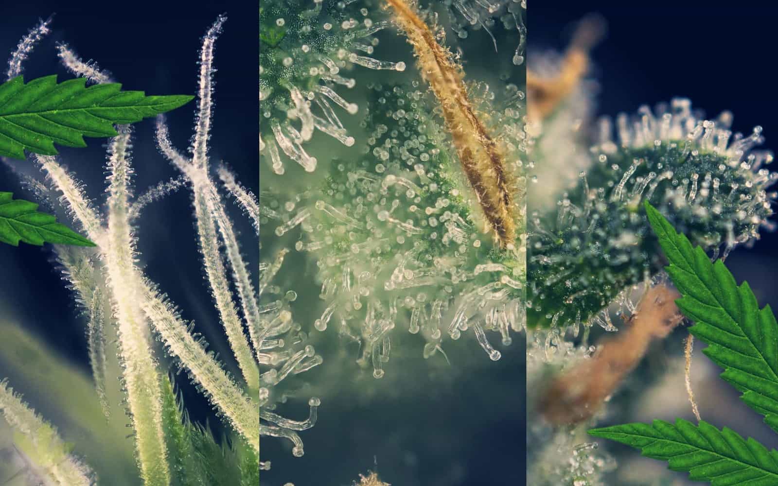 The Most Common Terpenes Found in Cannabis