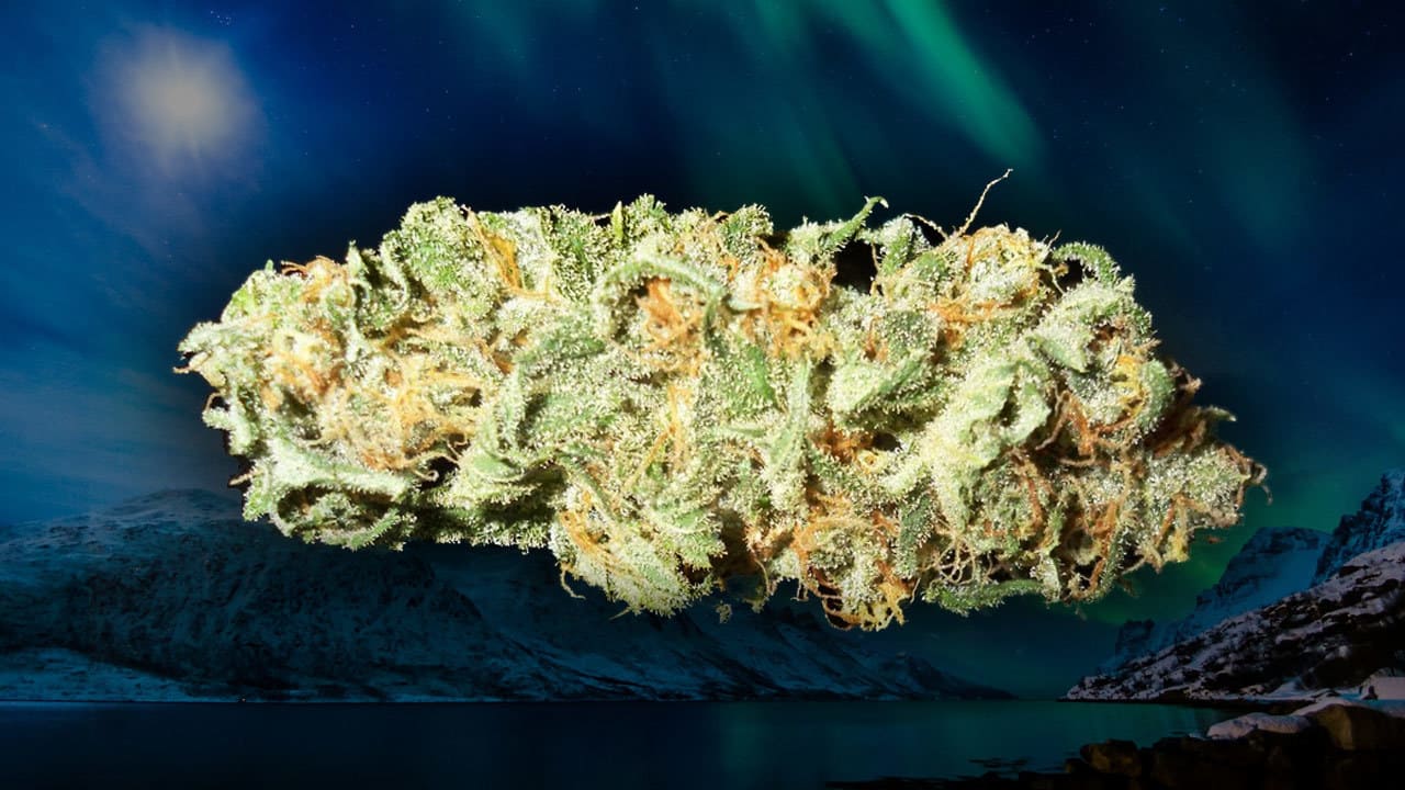 What Are the Easiest Cannabis Strains to Grow?