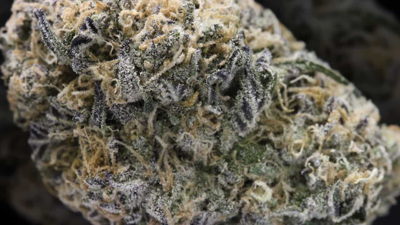 What Are the Hardest Cannabis Strains to Grow?