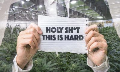 What Are the Hardest Cannabis Strains to Grow?