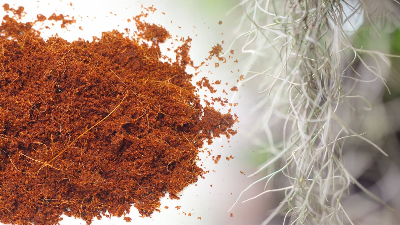 What Is Coco Coir?