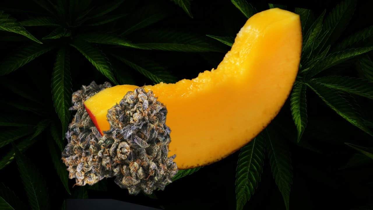 How Mangoes Can Increase Your Weed High