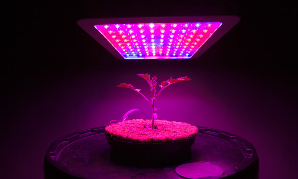Best LED Grow Lights For Weed