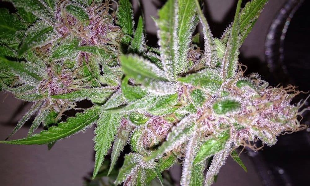 Best Weed Strains For Glaucoma