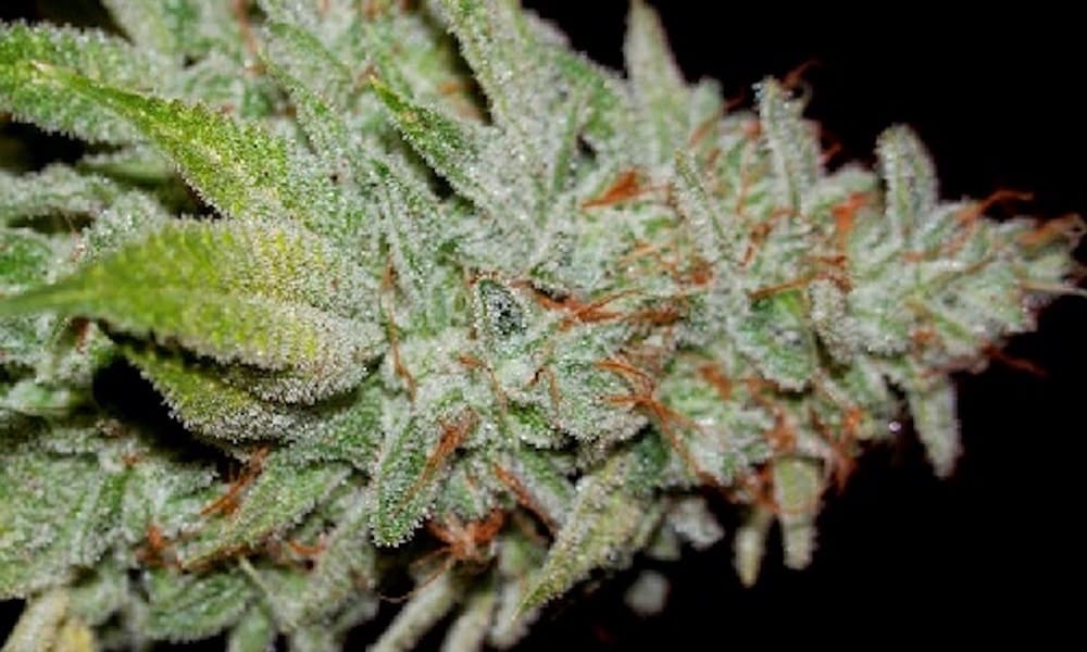 Best Weed Strains For Multiple Sclerosis