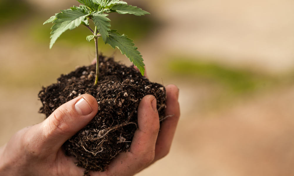 How To Grow Organic Weed: A Step-by-Step Guide