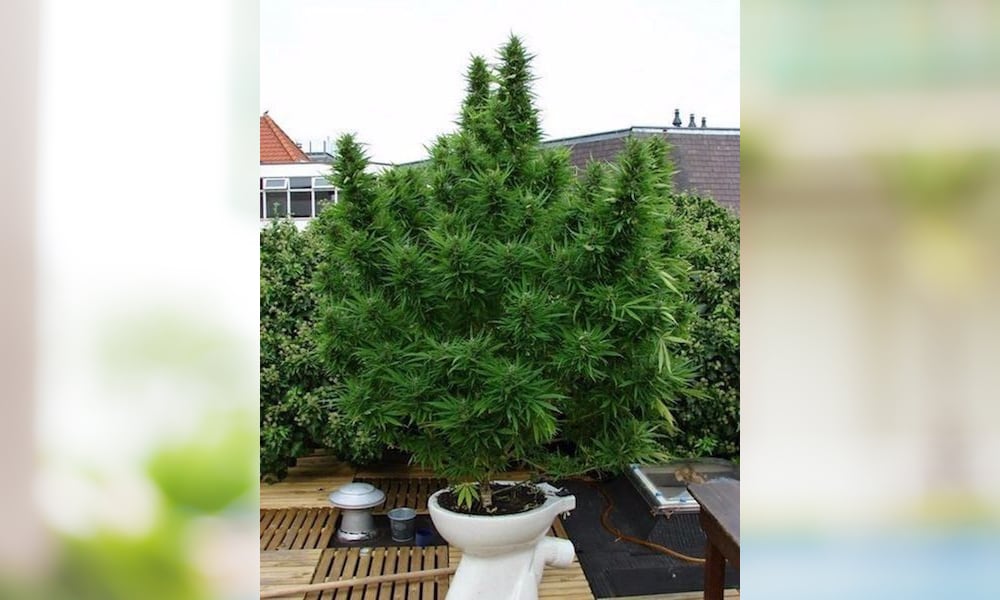 How To Grow Weed Out Of A Toilet Bowl
