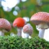 California To Decriminalize Psychedelic Mushrooms?