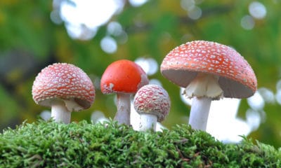California To Decriminalize Psychedelic Mushrooms?