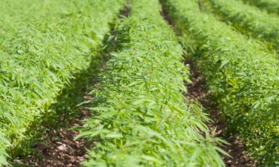 The Fight For Federal Legalization of Hemp Begins in Kentucky