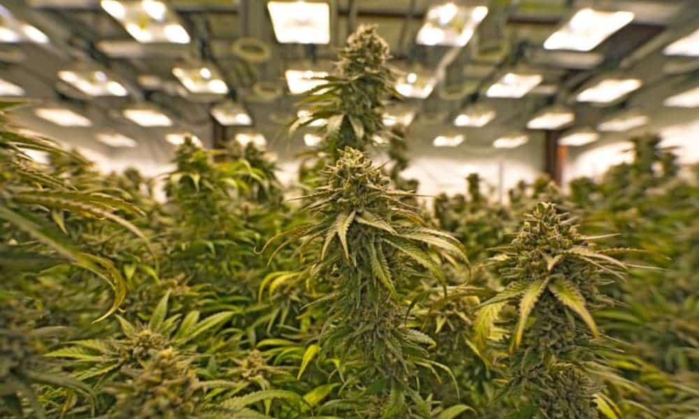 Best Fluorescent Lights For Growing Weed