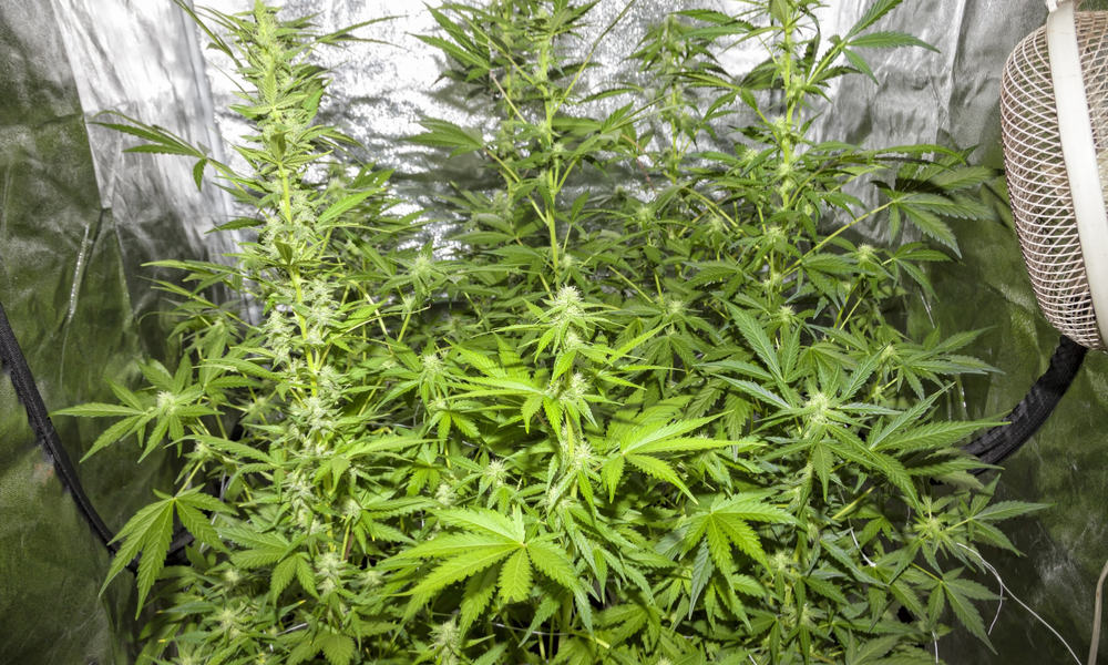 Best Grow Tents For Growing Weed