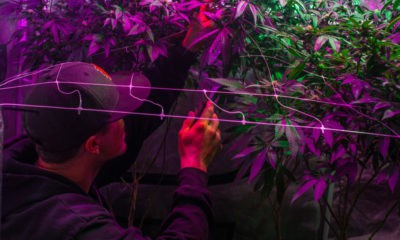 Best HID Lights For Growing Weed
