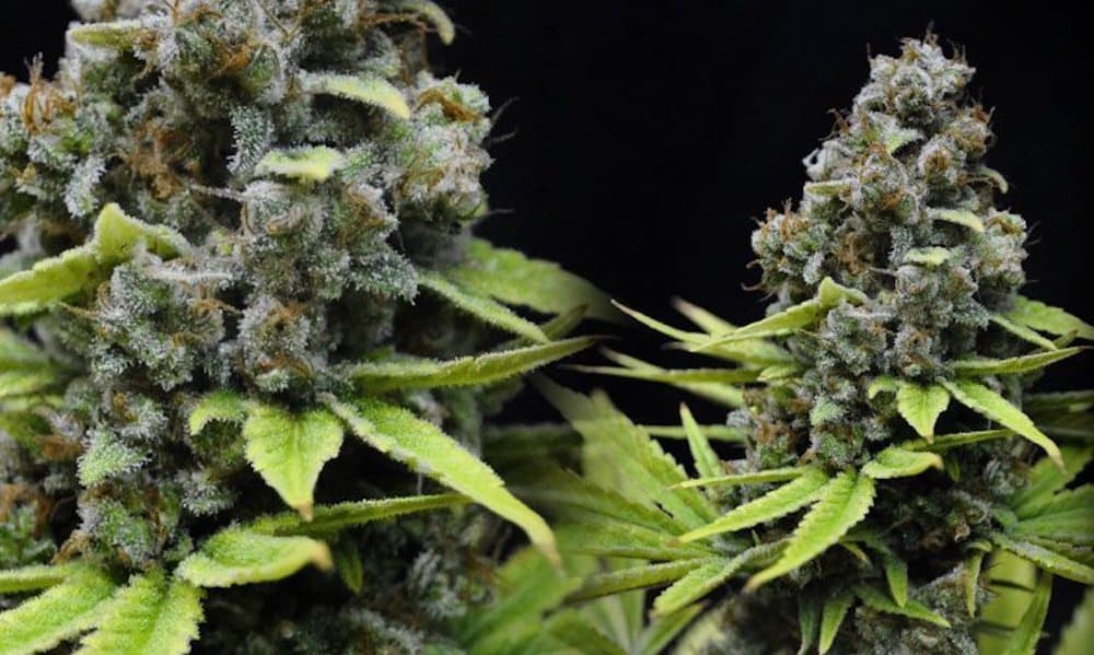 Best Weed Strains For Inflammation